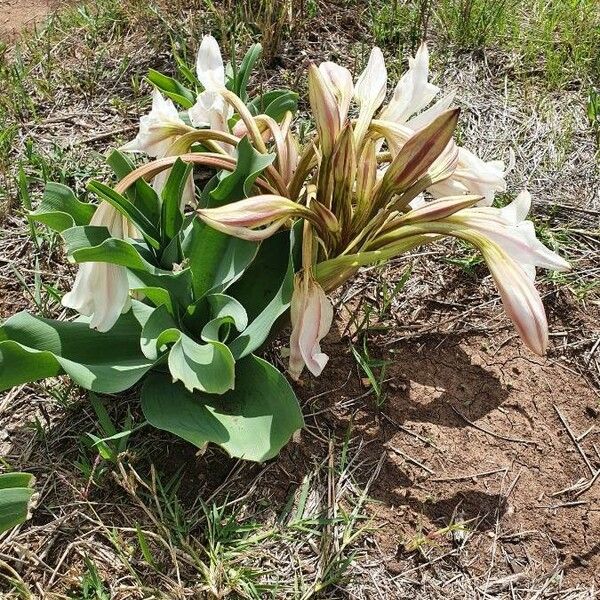 Crinum macowanii Habitus