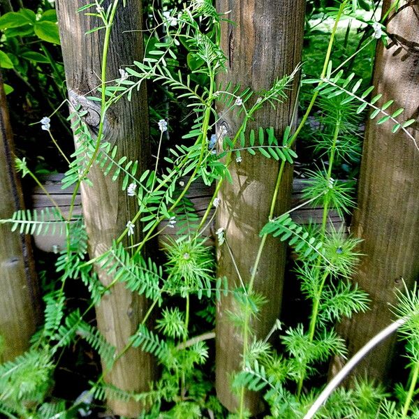 Vicia hirsuta عادت داشتن