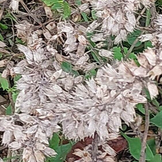 Teucrium botrys Fruto