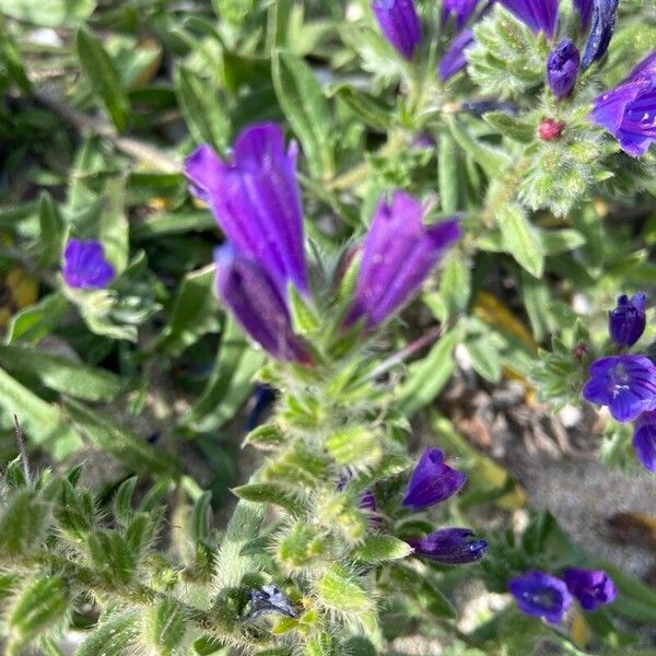 Echium sabulicola 花