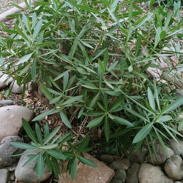 Nerium oleander Blad