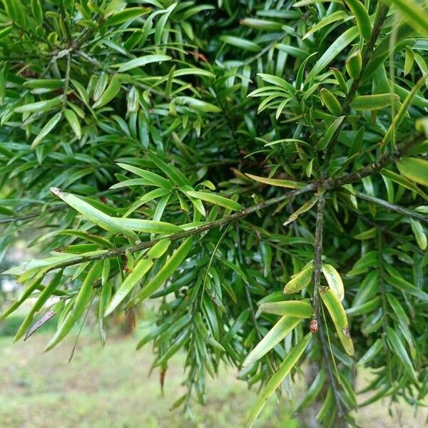 Podocarpus urbanii Leaf
