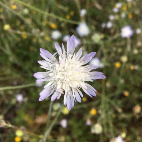 Knautia integrifolia ᱵᱟᱦᱟ