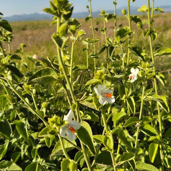 Hibiscus flavifolius Vivejo