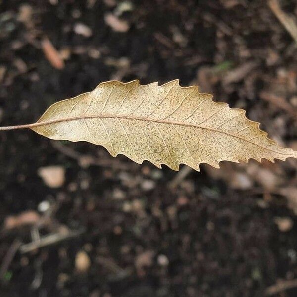 Quercus lancifolia Лист