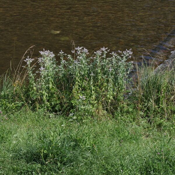 Mentha longifolia Costuma