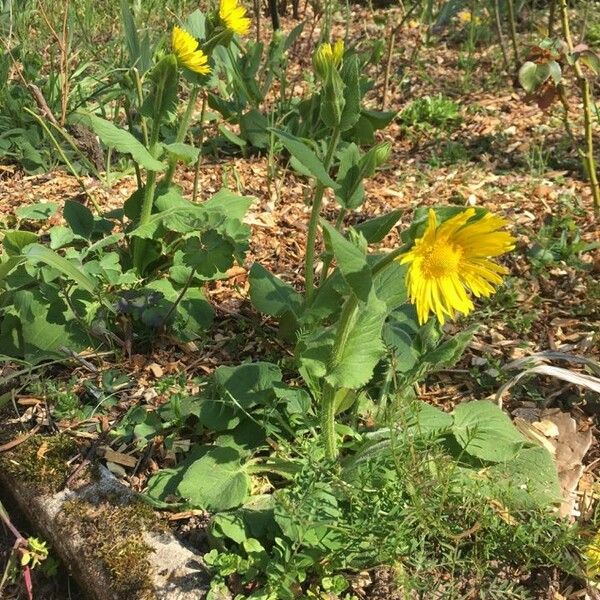 Doronicum columnae Plante entière