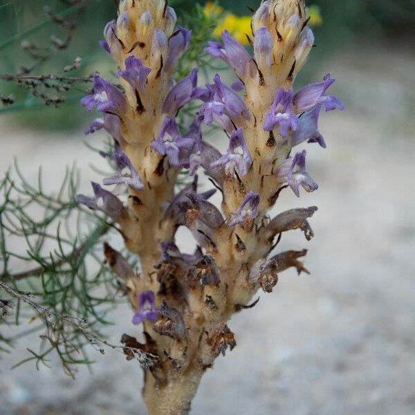 Orobanche cernua 形態