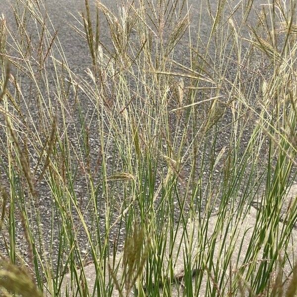 Dichanthium annulatum Blad