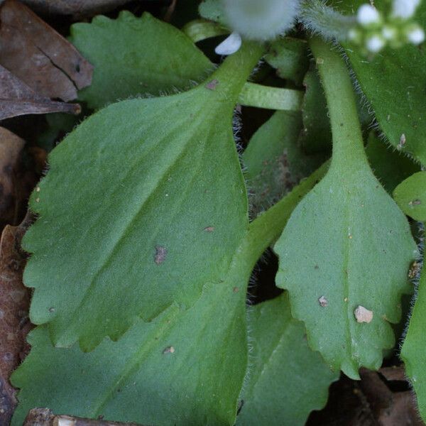 Micranthes virginiensis Feuille