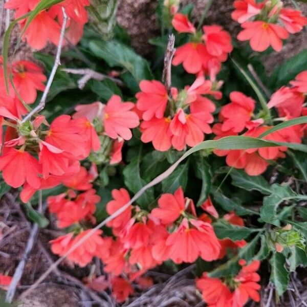 Crossandra massaica Kwiat