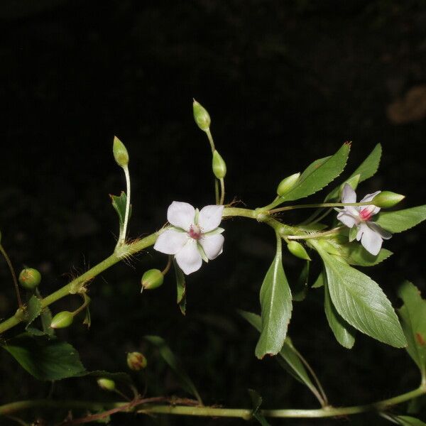 Sauvagesia erecta Flower