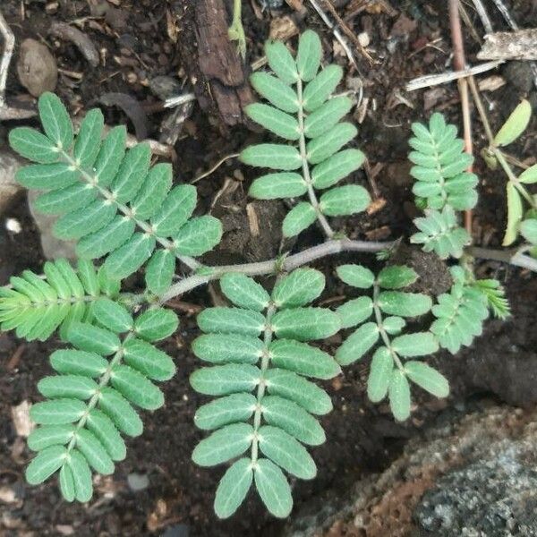 Tribulus cistoides Лист