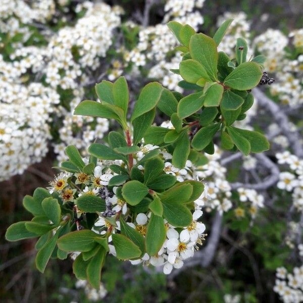 Spiraea hypericifolia Blatt