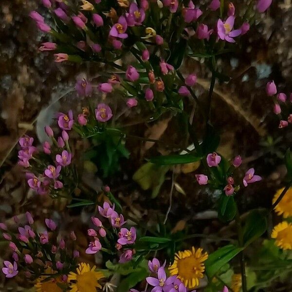 Centaurium erythraea ফুল