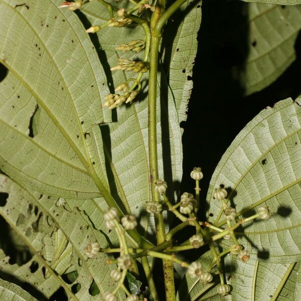 Miconia rubescens Cvet