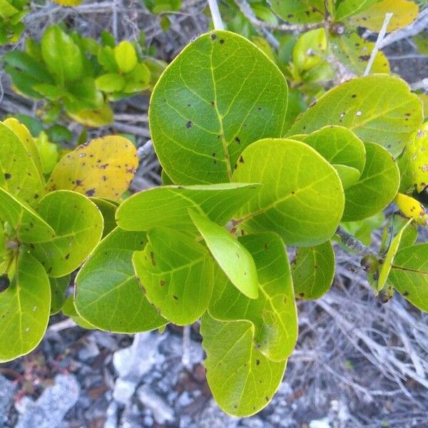 Timonius uniflorus Leaf