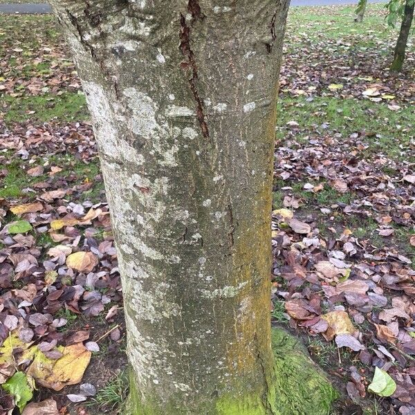 Aria edulis Bark