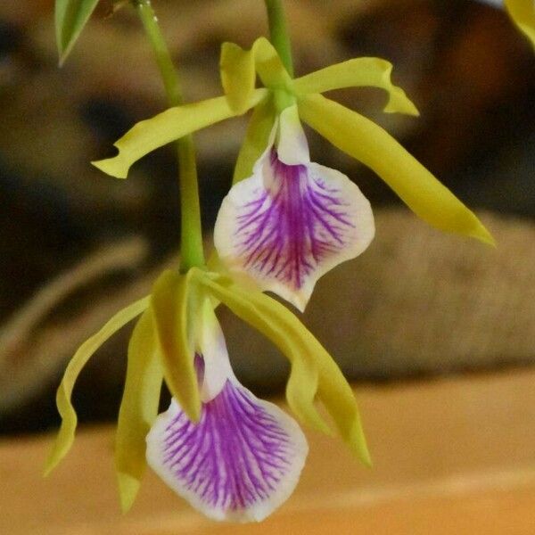 Encyclia tampensis Flower