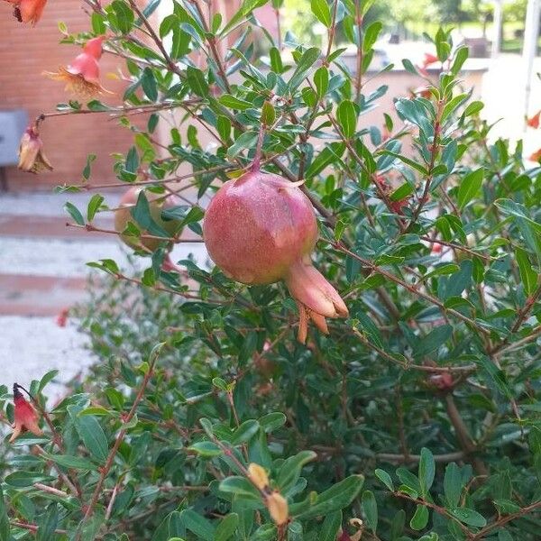 Punica granatum Flower