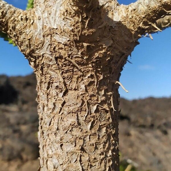 Araucaria heterophylla Bark