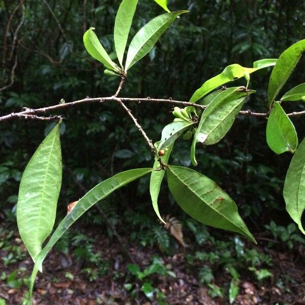 Erythroxylum macrophyllum Deilen