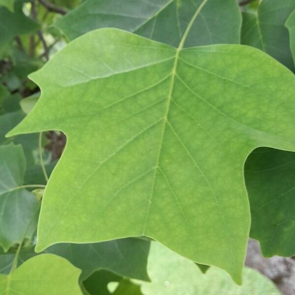 Liriodendron tulipifera Листок