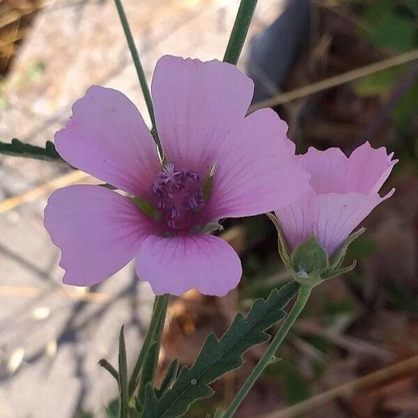 Althaea cannabina Õis