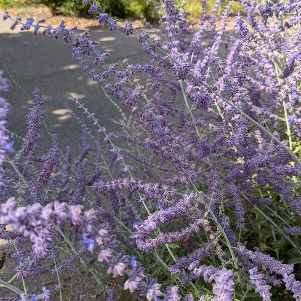 Salvia yangii Çiçek