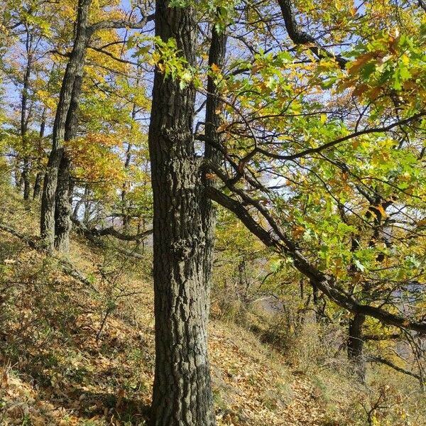 Quercus cerris 整株植物