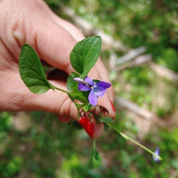 Viola adunca Leaf