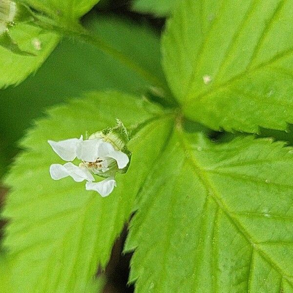 Rubus pubescens Fiore