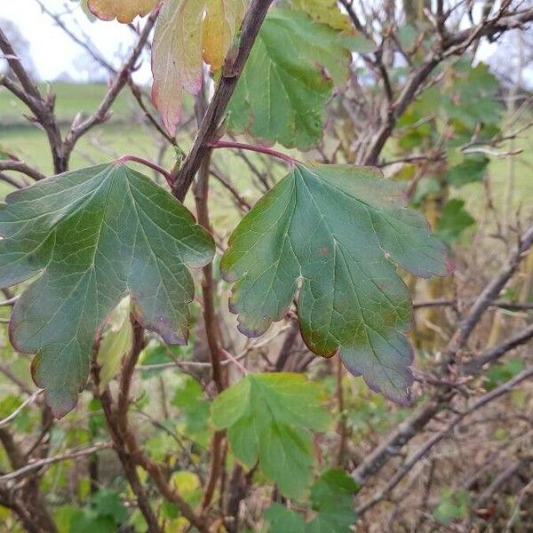 Ribes alpinum برگ