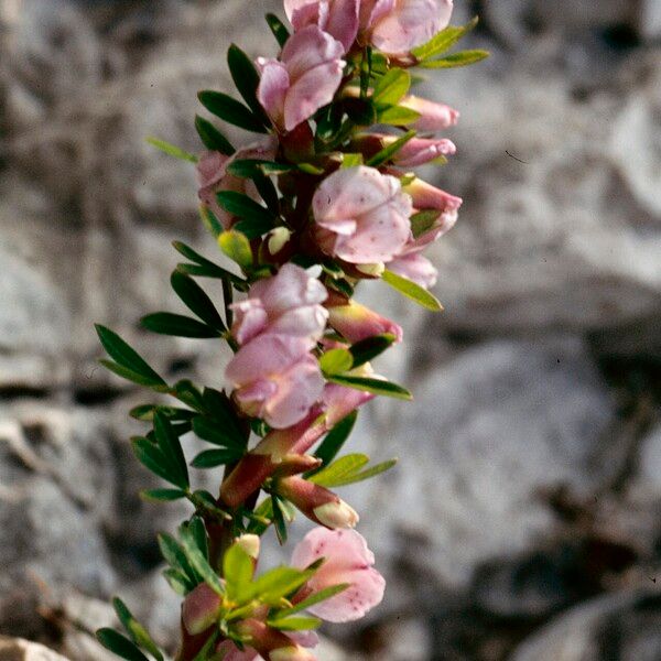 Chamaecytisus purpureus Květ