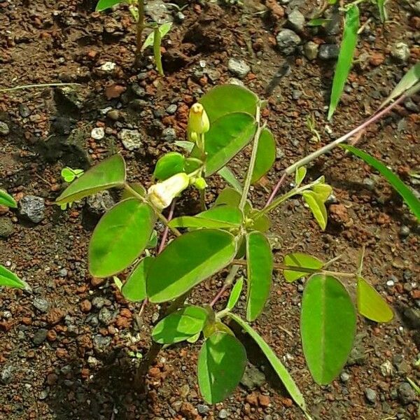 Oxalis barrelieri ফুল