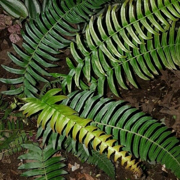 Blechnum occidentale 葉