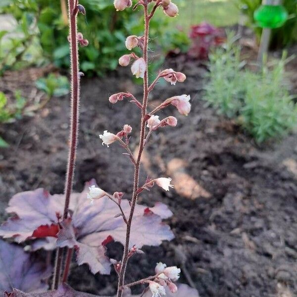 Heuchera sanguinea Blomst