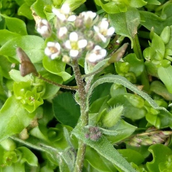 Lepidium hirtum Flower