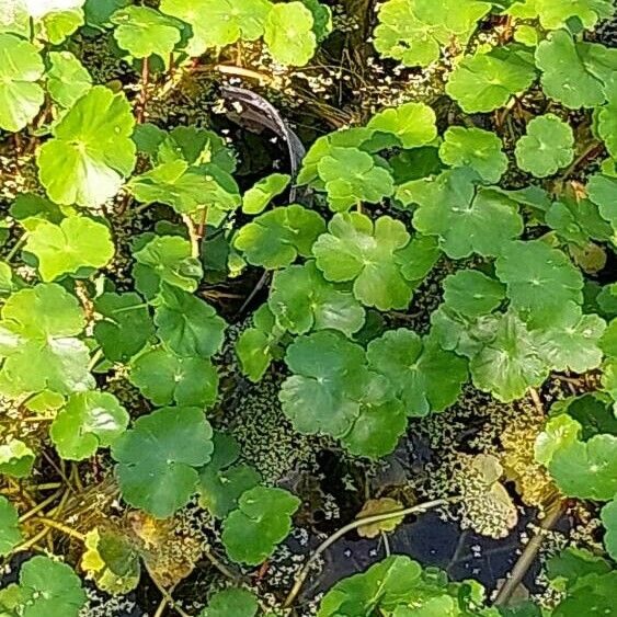 Hydrocotyle ranunculoides Deilen