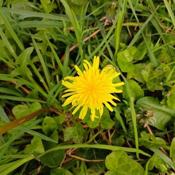 Taraxacum mattmarkense Flor