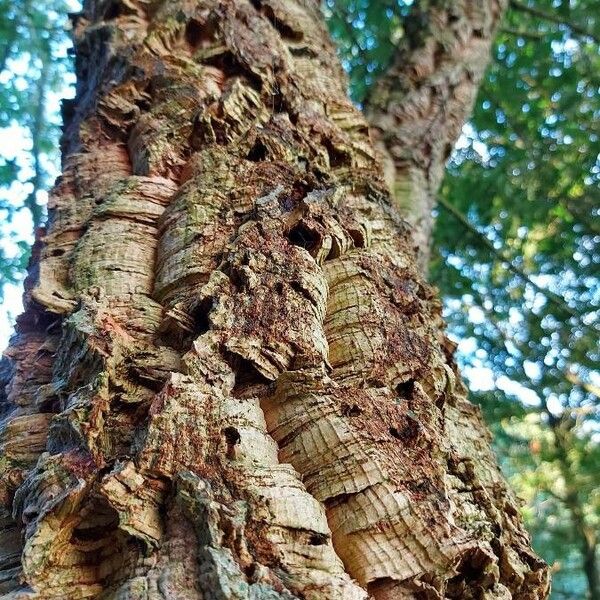 Quercus suber Bark