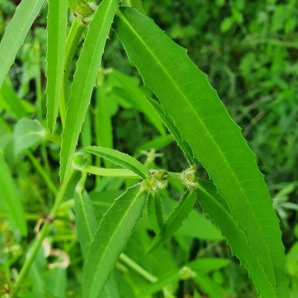 Euphorbia crotonoides Folha