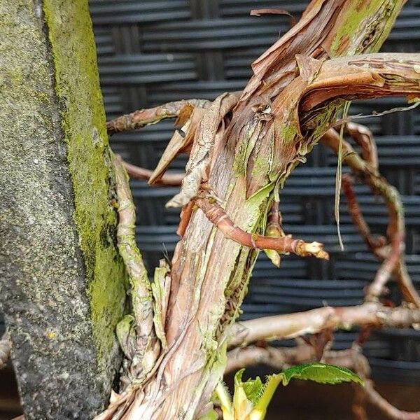 Hydrangea macrophylla Bark