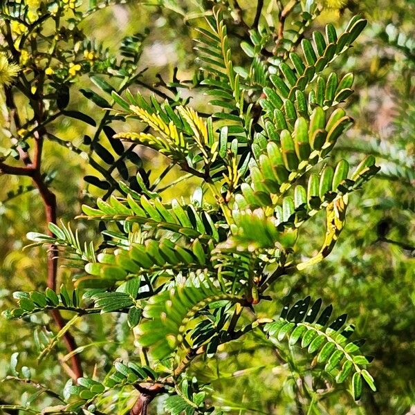 Acacia terminalis Leaf