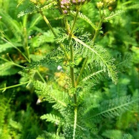 Achillea distans Hábitos