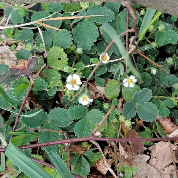 Potentilla sterilis Plante entière