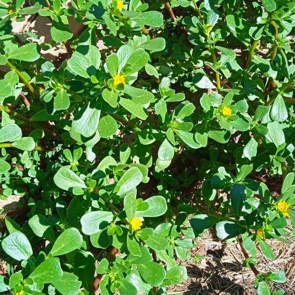 Portulaca oleracea Elinympäristö