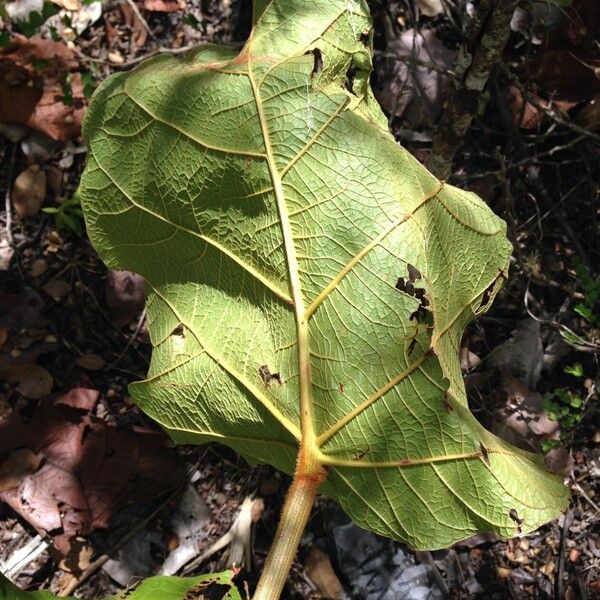 Coccoloba pubescens Blad