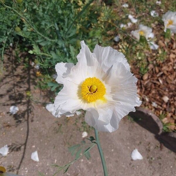 Romneya coulteri ফুল