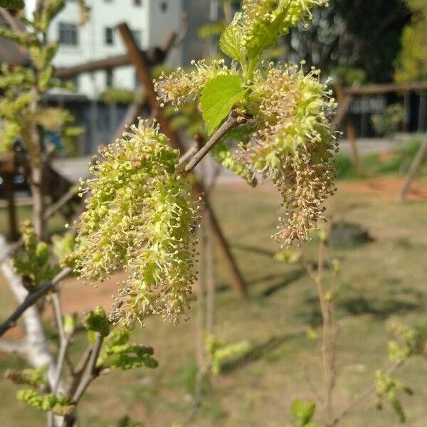 Morus alba Blüte